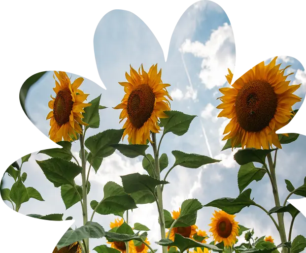 Tall sunflowers with large yellow petals and green leaves are seen from below against a bright, partly cloudy sky, evoking warmth and hope reminiscent of Sunflower Children’s Hospice. Sunlight shines through the petals, giving the scene a vibrant, summery feel.